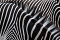 Fur Pattern of GrevyÃ¢â¬â¢s Zebras